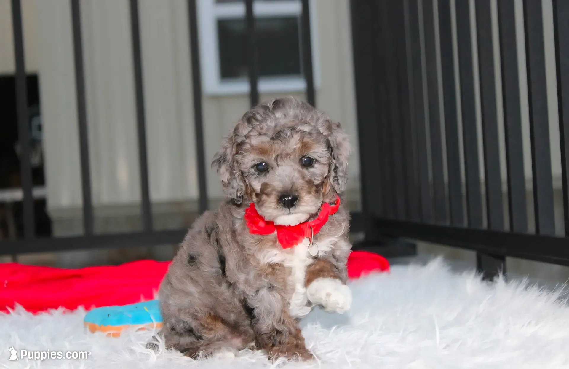 Banjo, a male Poodle - Miniature  for sale in Millersburg, OH – 1 of 9
