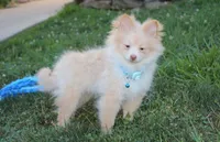 Teddy , a male Pomeranian for sale in Millersburg, OH – 9 of 9