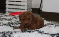 Sammy, a male Poodle - Miniature  for sale in Millersburg, OH – 6 of 9