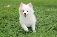 Luna, a female Pomeranian for sale in Millersburg, OH – 5 of 9