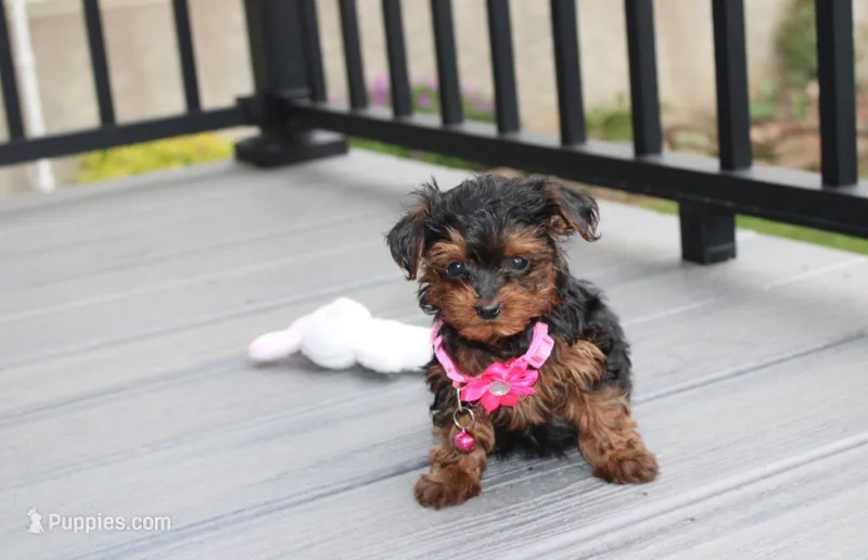 Ella  – Yorkipoo puppy for sale in Millersburg, OH