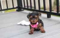 Ella , a female Yorkipoo for sale in Millersburg, OH – 1 of 7