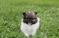 Juno, a female Pomeranian for sale in Millersburg, OH – 3 of 10