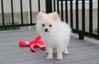 Cooper , a female Pomeranian for sale in Millersburg, OH – 4 of 5