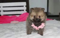 Zoey, a female Pomeranian for sale in Millersburg, OH – 9 of 10