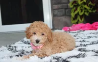 Kallista , a female Bichpoo for sale in Millersburg, OH – 2 of 10