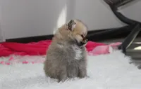 Bonnie, a female Pomeranian for sale in Millersburg, OH – 5 of 10
