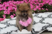 Zara, a female Pomeranian for sale in Millersburg, OH – 6 of 10