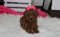 Sally, a female Poodle - Miniature  for sale in Millersburg, OH – 1 of 9