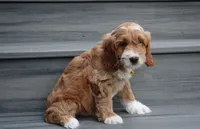 Luka, a male Cockapoo for sale in Millersburg, OH – 2 of 4