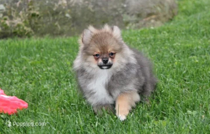 Casper  – Pomeranian puppy for sale in Millersburg, OH
