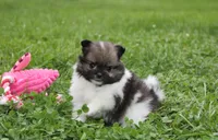 Juno, a female Pomeranian for sale in Millersburg, OH – 7 of 10