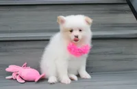 Luna, a female Pomeranian for sale in Millersburg, OH – 1 of 10