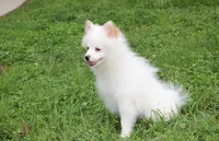 Luna, a female Pomeranian for sale in Millersburg, OH – 8 of 9