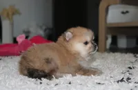 Honey, a female Pomeranian for sale in Millersburg, OH – 6 of 10