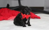 River, a male Yorkipoo for sale in Millersburg, OH – 4 of 7