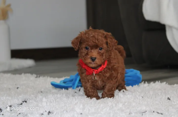 Simba – Bichpoo puppy for sale in Millersburg, OH