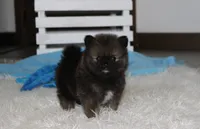 Buttons , a male Pomeranian for sale in Millersburg, OH – 1 of 9
