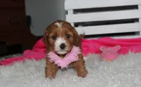 Marlee, a female Cavapoo for sale in Millersburg, OH – 5 of 10