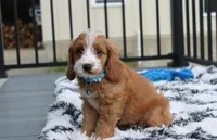 Leo, a male Cockapoo for sale in Millersburg, OH – 3 of 3