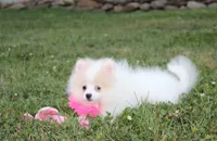 Roxy, a female Pomeranian for sale in Millersburg, OH – 2 of 7