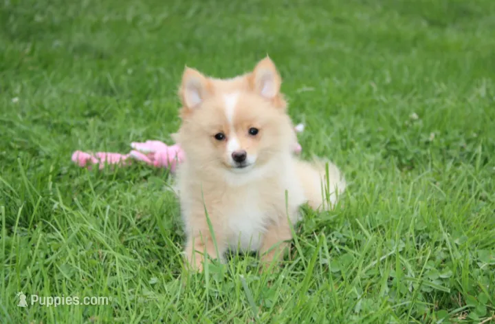 Lexi – Pomeranian puppy on hold in Millersburg, OH