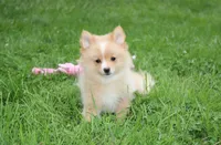 Lexi, a female Pomeranian for sale in Millersburg, OH – 1 of 6