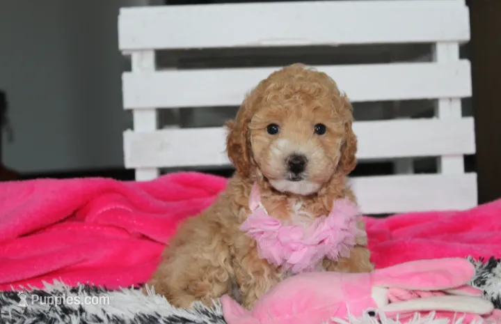 Kallista  – Bichpoo puppy for sale in Millersburg, OH