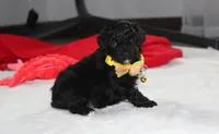 Rocky, a male Yorkipoo for sale in Millersburg, OH – 4 of 10