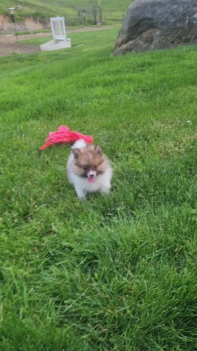 Theo, a male Pomeranian for sale in Millersburg, OH – 10 of 10