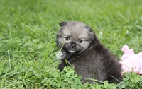 Jazzy, a female Pomeranian for sale in Millersburg, OH – 4 of 10