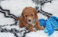 Kirian, a male Bichpoo for sale in Millersburg, OH – 4 of 7