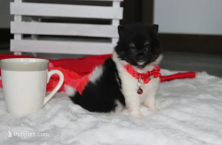 ZIGGY – Pomeranian puppy for sale in Millersburg, OH