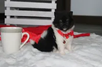 ZIGGY, a male Pomeranian for sale in Millersburg, OH – 1 of 7