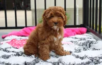 Penny , a female Cockapoo for sale in Millersburg, OH – 1 of 7