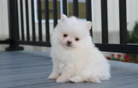 Mochi, a male Pomeranian for sale in Millersburg, OH – 9 of 10