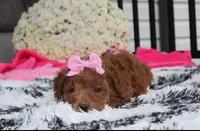 Sunny, a female Bichpoo for sale in Millersburg, OH – 7 of 10