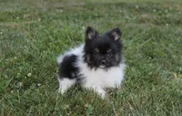 ZIGGY, a male Pomeranian for sale in Millersburg, OH – 4 of 8