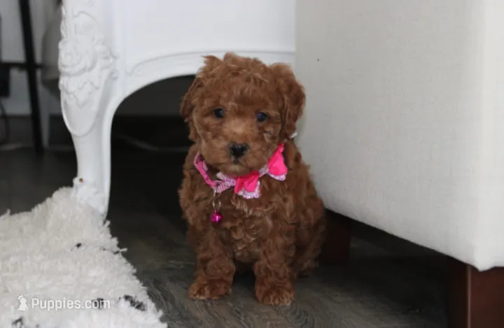 Sunny – Bichpoo puppy for sale in Millersburg, OH