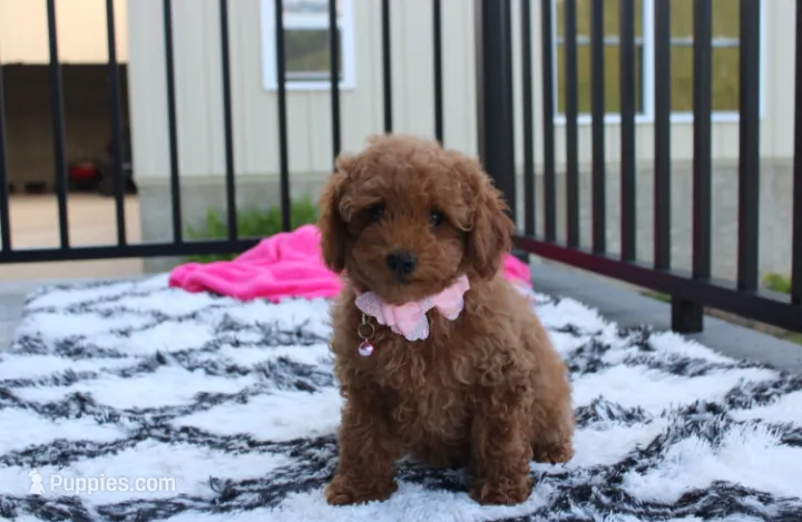 Sierra  – Poodle - Miniature  puppy for sale in Millersburg, OH