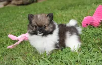 Juno, a female Pomeranian for sale in Millersburg, OH – 5 of 7