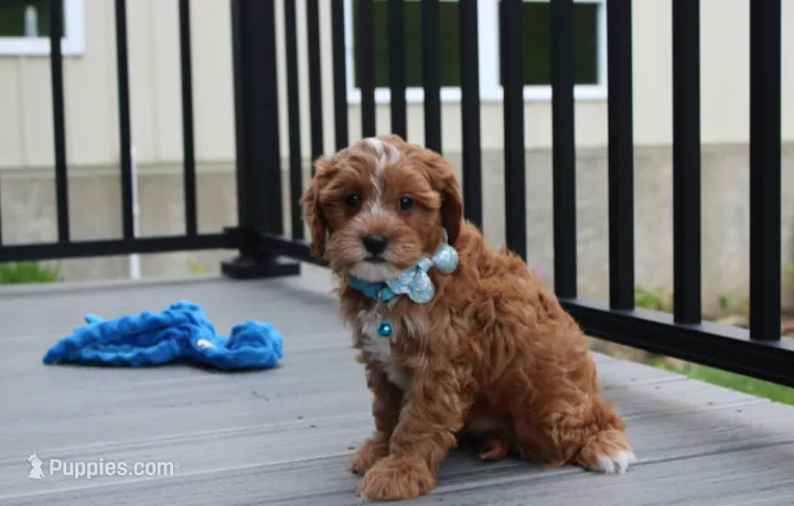 Freddy  – Cavapoo puppy for sale in Millersburg, OH