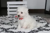 Kayson , a male Bichon Frise for sale in Millersburg, OH – 3 of 10