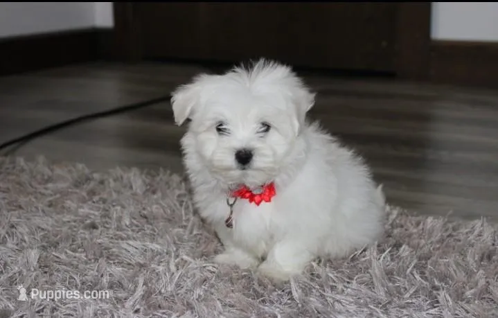 Button  – Maltese puppy for sale in Millersburg, OH