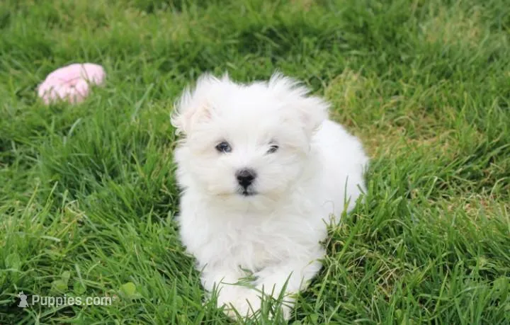 Button  – Maltese puppy for sale in Millersburg, OH