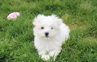Button , a male Maltese for sale in Millersburg, OH – Photo 1 of 5
