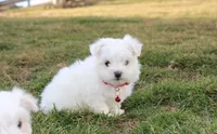 Button , a male Maltese for sale in Millersburg, OH – Photo 9 of 10