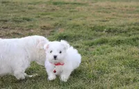 Button , a male Maltese for sale in Millersburg, OH – Photo 4 of 10