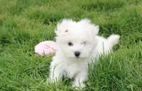 Button , a male Maltese for sale in Millersburg, OH – Photo 3 of 5