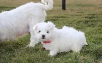 Button , a male Maltese for sale in Millersburg, OH – Photo 8 of 10